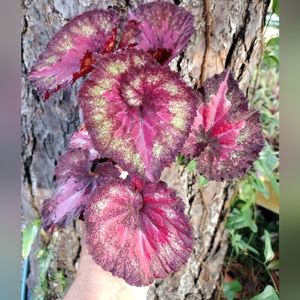 1 LIVE PLANT BEGONIA HARMONYS LOVE HEARTS 4" Growing Pot Ships NO POT GOR…